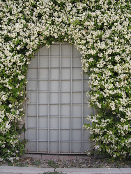 trachelospermum jasminoides, confederate jasmine, star jasmine