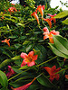 Bignonia capreolata, crossvine, Bignoniaceae