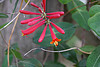 Lonicera sempervirens, coral honeysuckle, caprifoliaceae