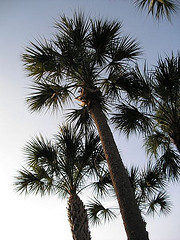 Sabal palmetto, Cabbage Palm, Arecaceae