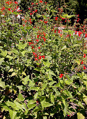 salvia coccinea, texas sage