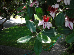 acca flower, feijoa flower, pineapple guava flower