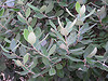 acca leaves, feijoa leaves, pineapple guava leaves