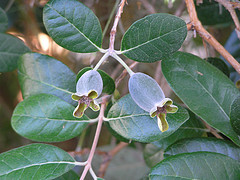 acca fruit, feijoa fruit, pineapple guava fruit