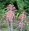 Aloe saponaria, succulent, Asphodelaceae