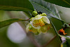 camellia sinensis, tea plant