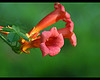 Campsis radicans, trumpet creeper, bignoniaceae, vine