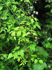 clematis virginiana leaves, virgin's bower