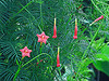 ipomoea quamoclit, cypress vine