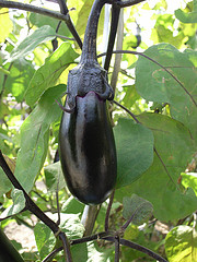 eggplant, solanum melongena