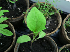 eggplant seedling