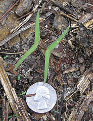 ipomoea quamoclit, seedling