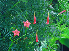 ipomoea quamoclit, cypress vine. convolvulaceae