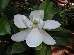 magnolia grandiflora magnolia grandiflora