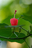 malvaviscus, turk's cap