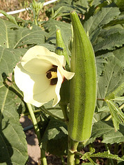 okra, abelmoschus esculentus, flower, pod