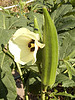 okra, plant, grow