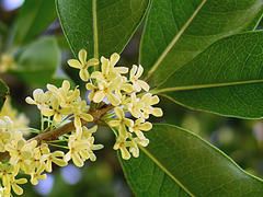 Osmanthus fragrans, tea olive