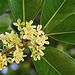 osmanthus fragrans, tea olive