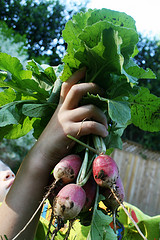 radishes, fresh picked