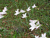 rain lilies, amaryllidaceae
