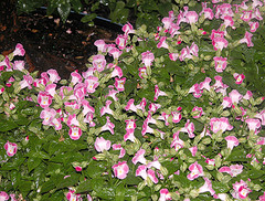 torenia, wishbone flower, summer pansy, annual flower