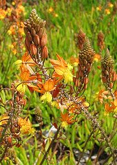 bulbine, succulent, asphodelaceae, orange flowers, drought tolerant