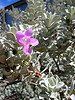 Leucophyllum, texas sage