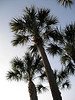 Sabal palmetto, cabbage palm, arecaceae