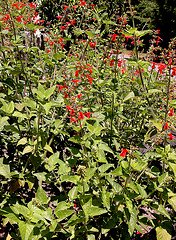 salvia coccinea, texas sage