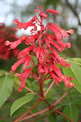 Aesculus pavia, Red Buckeye