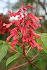 aesculus pavia, red buckeye, Sapindaceae