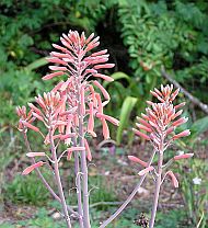 aloe saponaria, aloe maculata, soap aloe, succulent