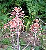 Aloe saponaria, Asphodelaceae, succulent, Aloe maculata, soap aloe