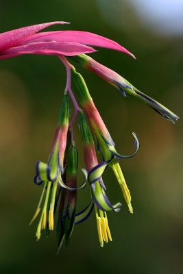 billbergia bromeliad