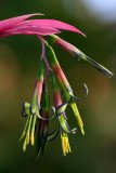 billbergia, queen's tears, bromeliad, bromeliaceae