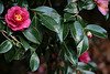 Camellia sasanqua