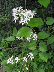 clematis ternifolia leaves, sweet autumn clematis