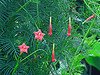 ipomoea quamoclit, cypress vine