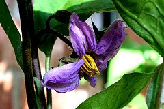 eggplant flower