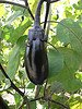 eggplant, solanum melongena