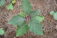 eggplant, solanum melongena