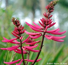 Erythrina, Coral Bean, native, hummingbird, Fabaceae