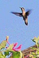 hummingbird, hover, honeysuckle