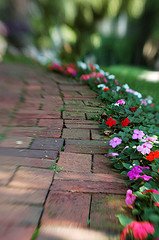 impatiens, shade, annual, flowers
