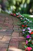 impatiens, flower, annual