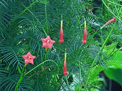 ipomoea quamoclit, cypress vine. convolvulaceae