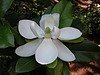 magnolia grandiflora