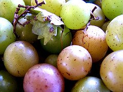 muscadine, grapes, vitis rotundifolia