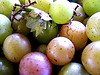 muscadine, grapes, vitis rotundifolia